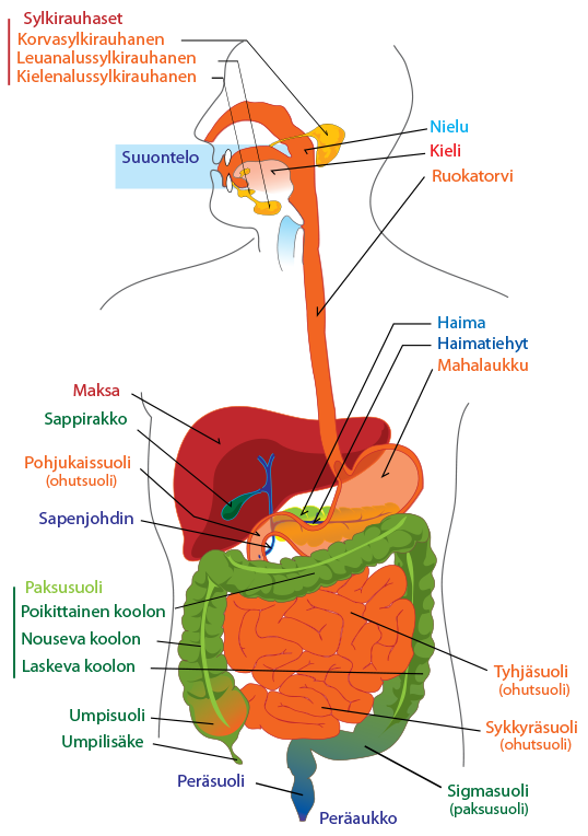 ruuansulatusjarjestelma