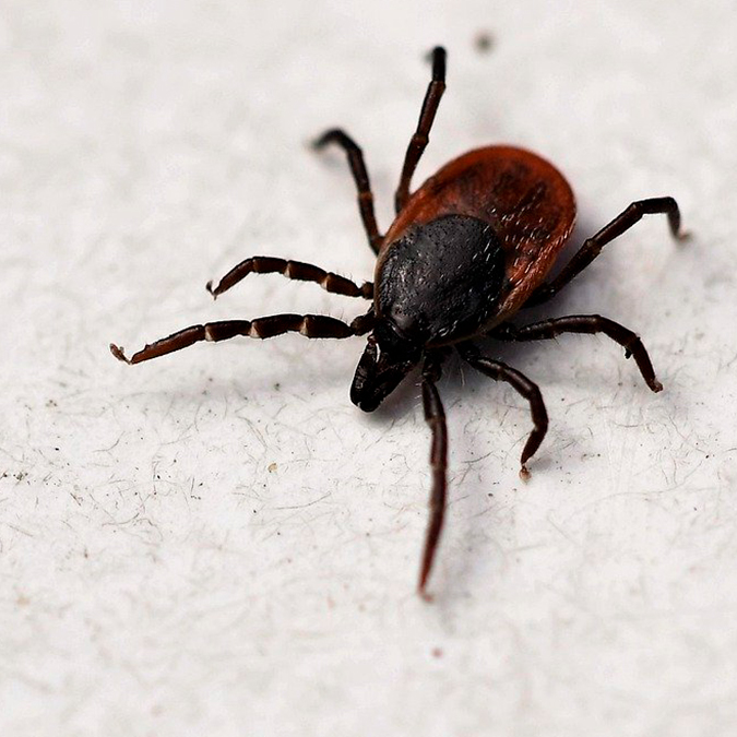 Pieni punkkipirulainen